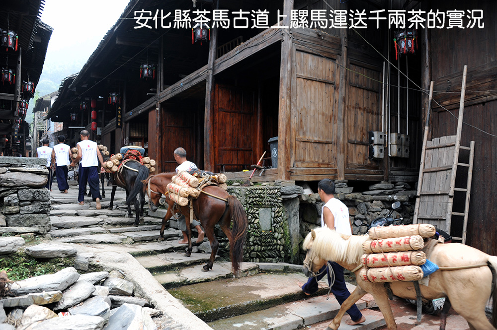 一柱擎天之安化千兩茶探秘 一柱擎天之安化千兩茶探秘