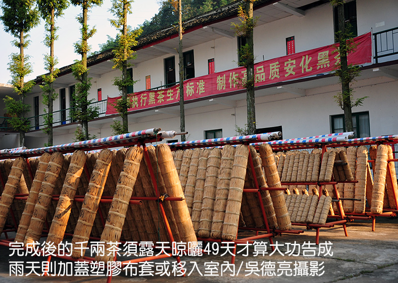 一柱擎天之安化千兩茶探秘 一柱擎天之安化千兩茶探秘