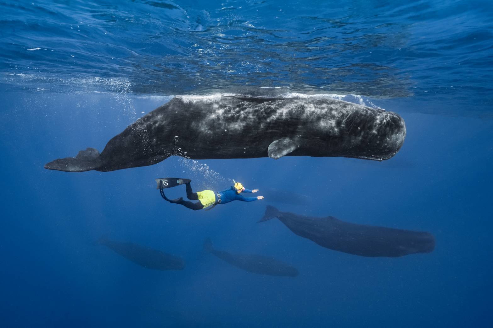 彈頭加勒比海直擊「抹香鯨分娩」!珍貴接生畫面曝光 創華人演藝圈紀錄 彈頭加勒比海直擊「抹香鯨分娩」!珍貴接生畫面曝光 創華人演藝圈紀錄