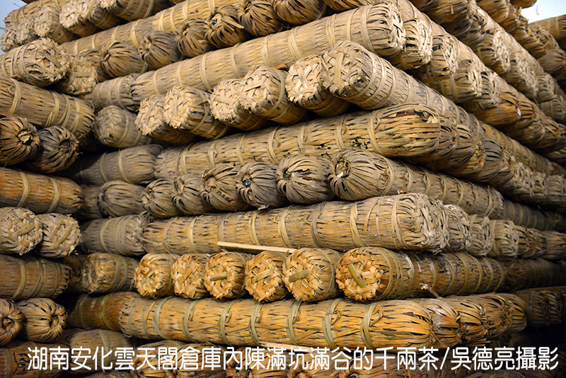 一柱擎天之安化千兩茶探秘 一柱擎天之安化千兩茶探秘