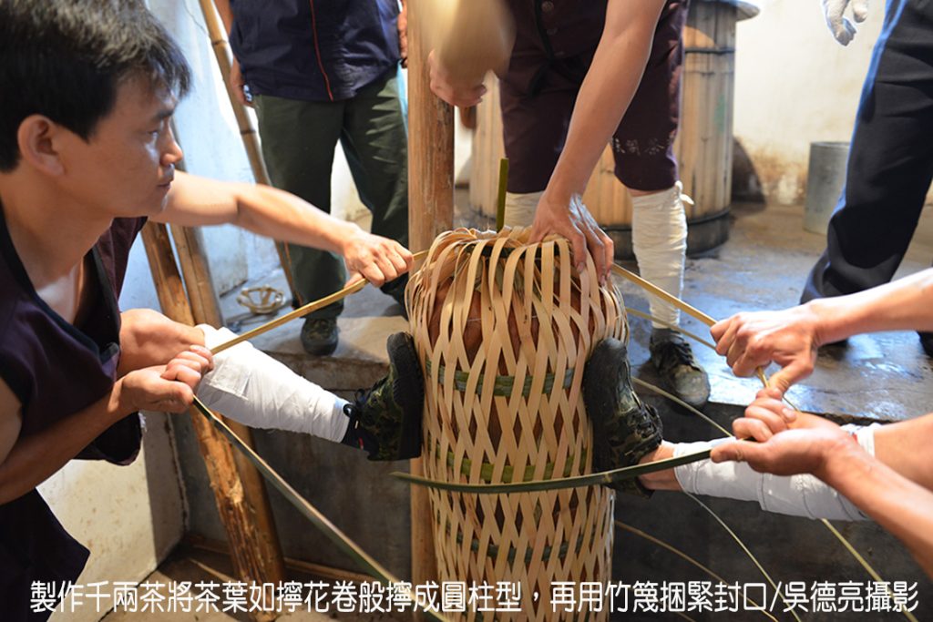 一柱擎天之安化千兩茶探秘 一柱擎天之安化千兩茶探秘