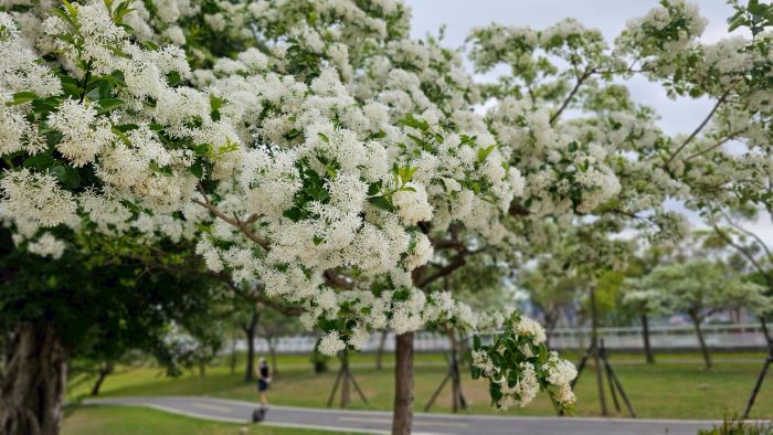 春日白色奇景 新店陽光運動園區流蘇花盛開猶如「四月雪」 23 《圖說》車道旁已換上「四月雪」春裝。〈高灘處提供〉