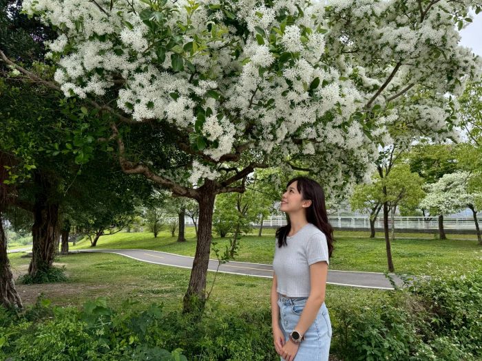 春日白色奇景 新店陽光運動園區流蘇花盛開猶如「四月雪」 22 《圖說》陽光園區「流蘇王」霸氣盛開。〈高灘處提供〉