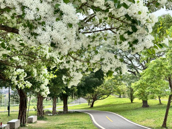 春日白色奇景 新店陽光運動園區流蘇花盛開猶如「四月雪」 24 《圖說》漫步被流蘇包圍的秘境小徑。〈高灘處提供〉