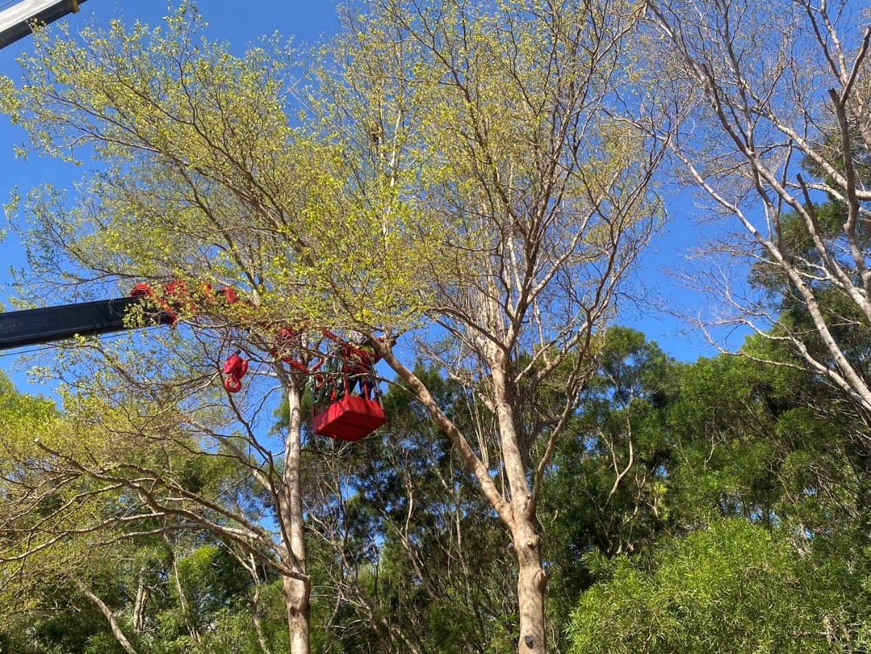 韌性城市從「樹」開始! 中市建設局培訓百名人員 精進行道樹高空修剪專業職能 韌性城市從「樹」開始! 中市建設局培訓百名人員 精進行道樹高空修剪專業職能