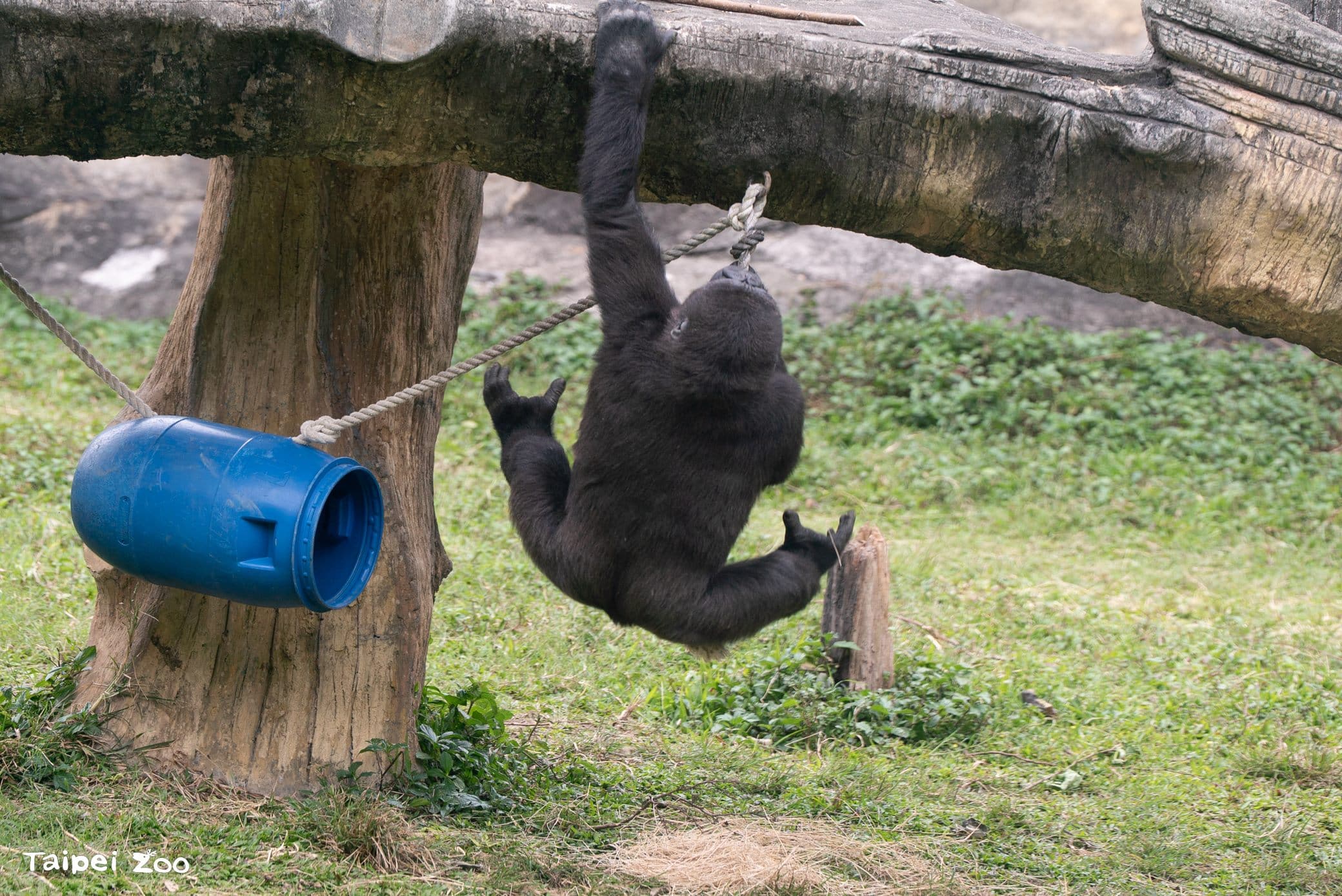 兒童節就要CHILL玩!看大猩猩耍酷、學昆蟲保育 還能免費入園 兒童節就要CHILL玩!看大猩猩耍酷、學昆蟲保育 還能免費入園
