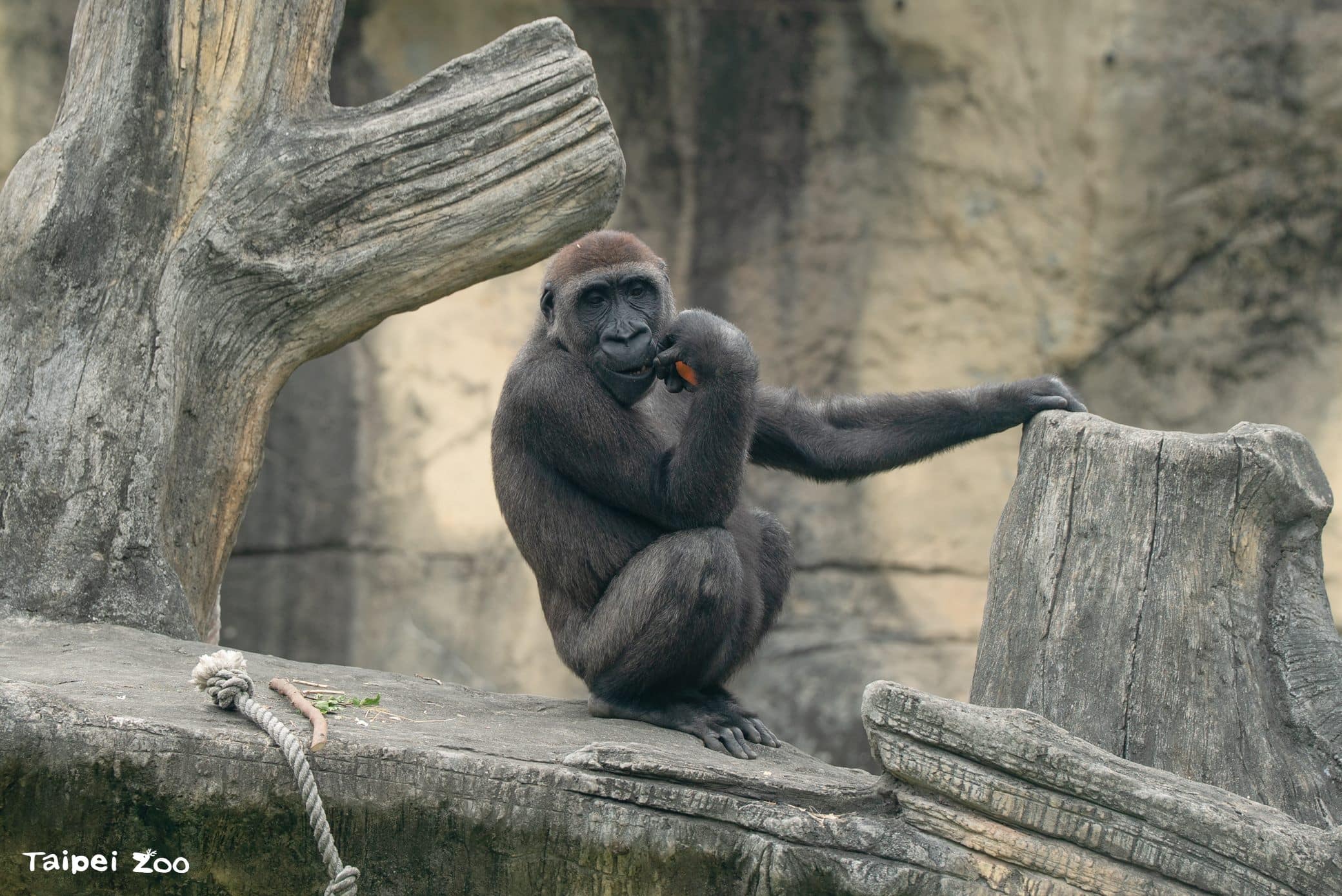 兒童節就要CHILL玩!看大猩猩耍酷、學昆蟲保育 還能免費入園 兒童節就要CHILL玩!看大猩猩耍酷、學昆蟲保育 還能免費入園