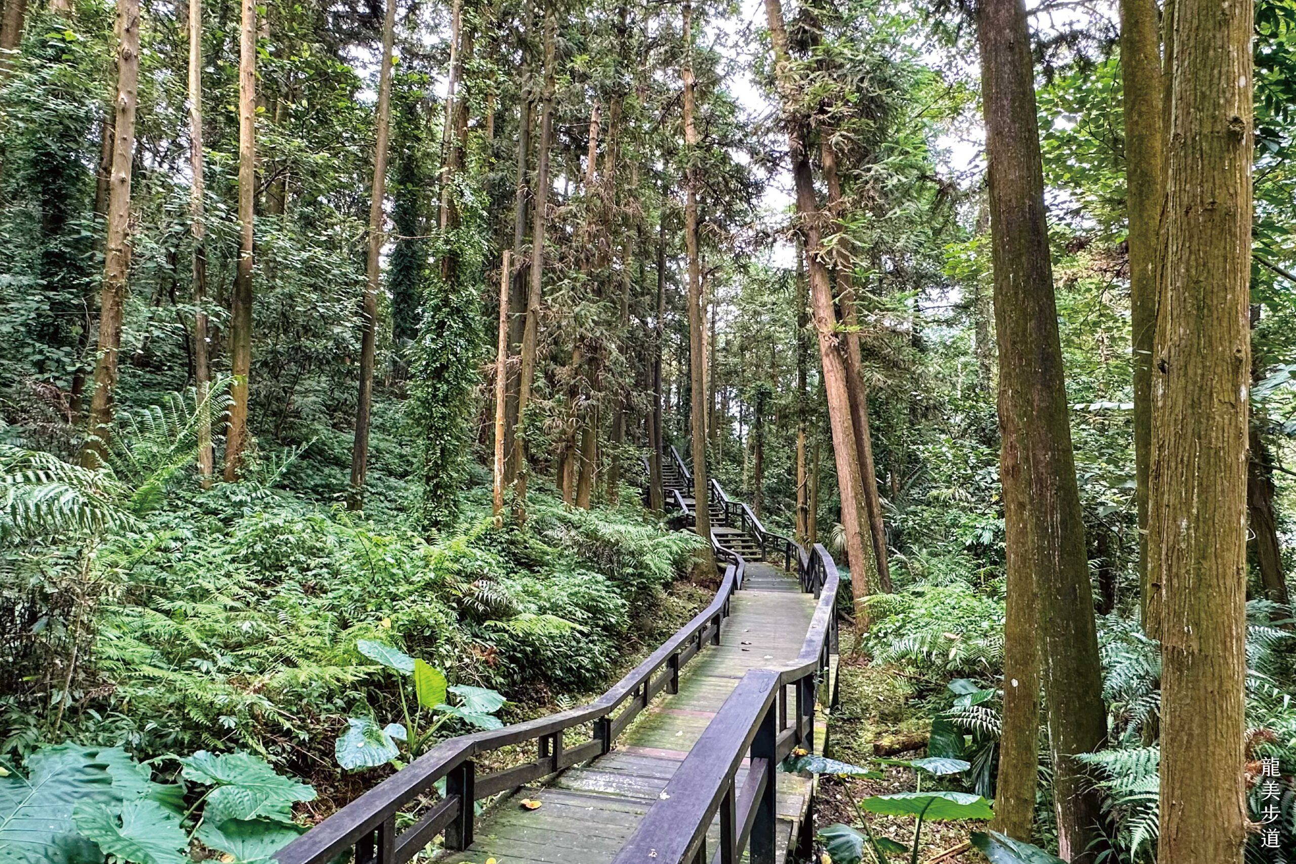 阿里山腳下親子賞螢熱點 美食×體驗×夜間生態一次玩 阿里山腳下親子賞螢熱點 美食×體驗×夜間生態一次玩
