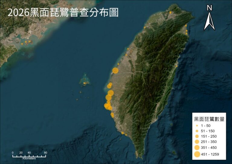 2026年黑面琵鷺全球同步普查結果出爐　族群再創新高
