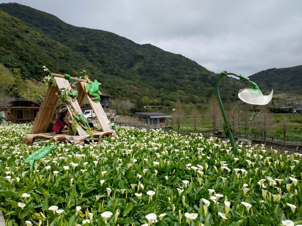 竹子湖海芋最佳賞花期至4月底 把握兩個週末衝一波 竹子湖海芋最佳賞花期至4月底 把握兩個週末衝一波