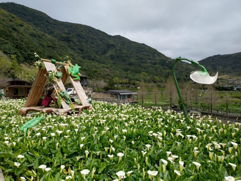 竹子湖海芋最佳賞花期至4月底　把握兩個週末衝一波
