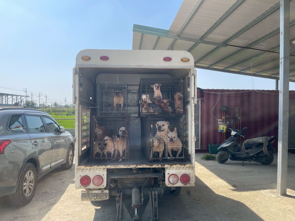 嘉縣近期查獲兩起犬隻疑遭割聲帶案 已移送偵辦 嘉縣近期查獲兩起犬隻疑遭割聲帶案 已移送偵辦