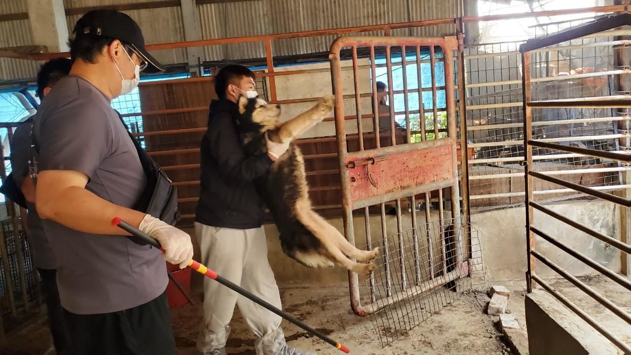 嘉縣近期查獲兩起犬隻疑遭割聲帶案 已移送偵辦 嘉縣近期查獲兩起犬隻疑遭割聲帶案 已移送偵辦