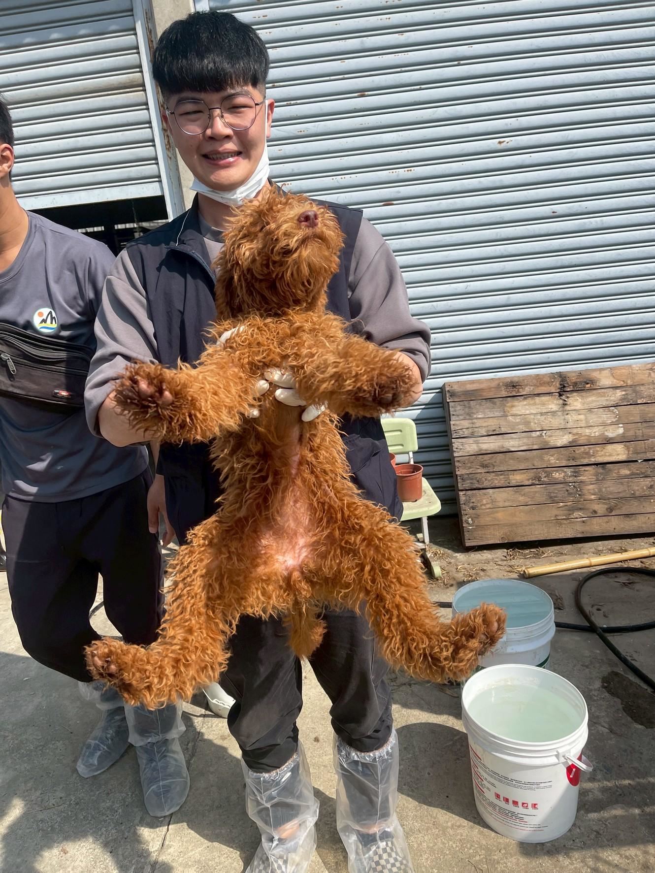 嘉縣近期查獲兩起犬隻疑遭割聲帶案 已移送偵辦 嘉縣近期查獲兩起犬隻疑遭割聲帶案 已移送偵辦