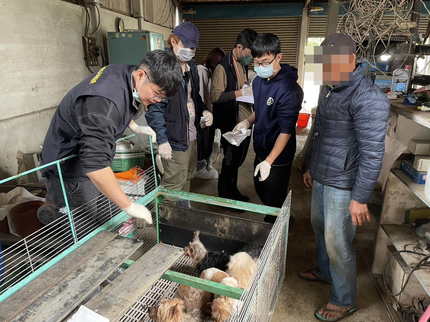 嘉縣近期查獲兩起犬隻疑遭割聲帶案 已移送偵辦 嘉縣近期查獲兩起犬隻疑遭割聲帶案 已移送偵辦