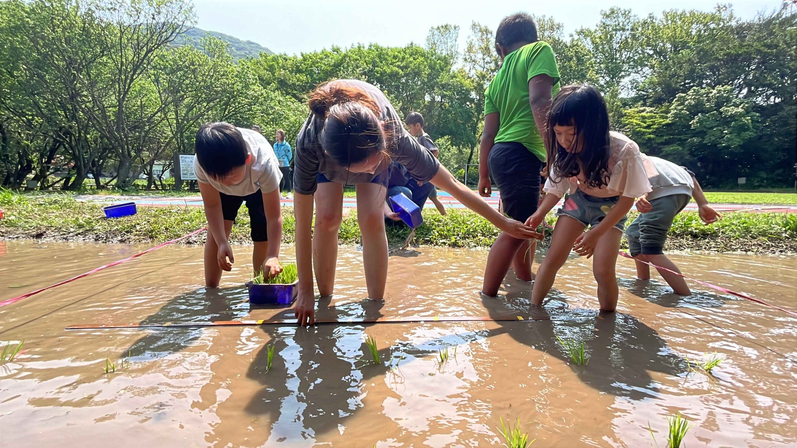 北市湖田實小插秧體驗 孩子彎腰下田感受農耕之美 北市湖田實小插秧體驗 孩子彎腰下田感受農耕之美