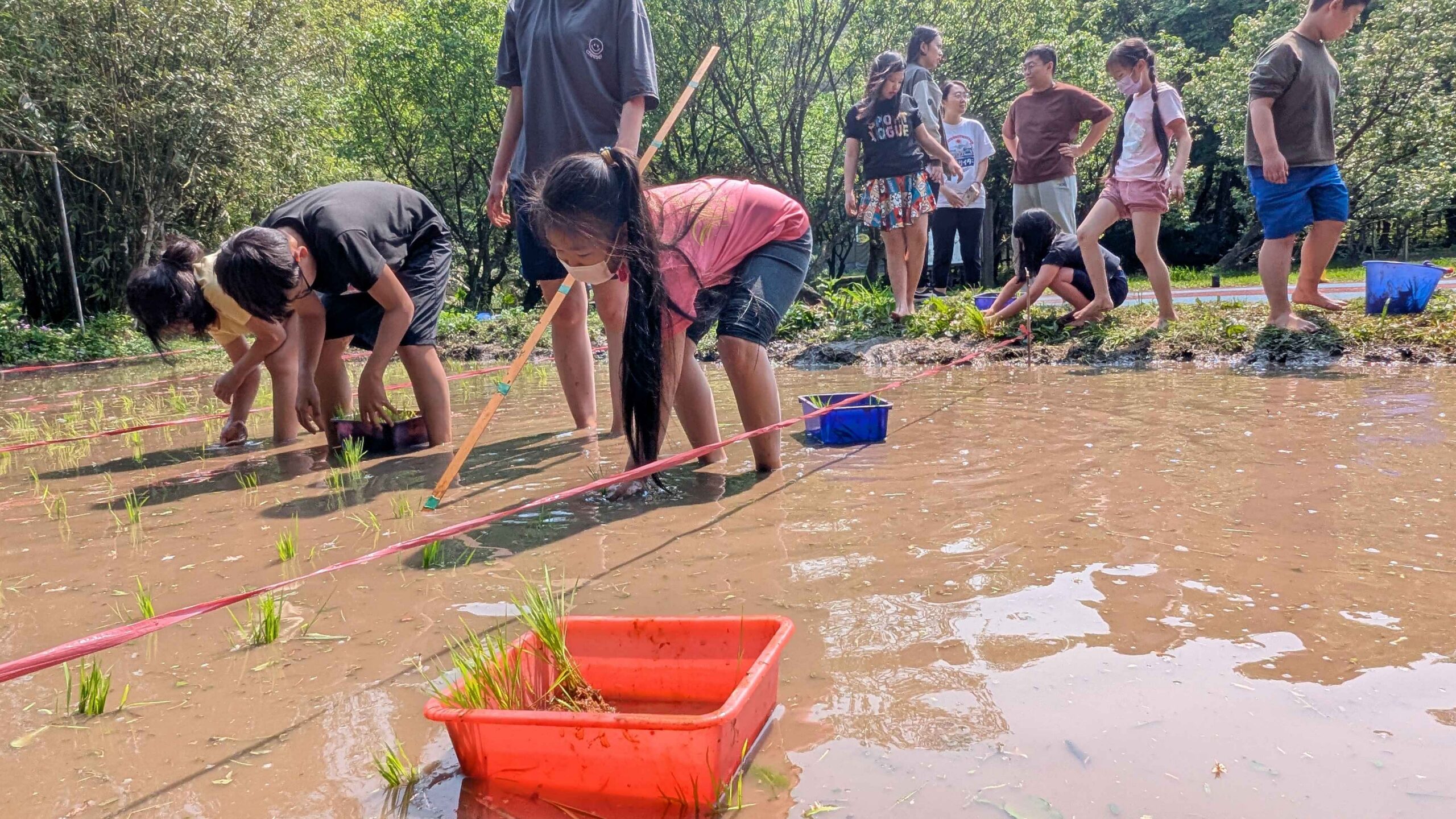 北市湖田實小插秧體驗 孩子彎腰下田感受農耕之美 北市湖田實小插秧體驗 孩子彎腰下田感受農耕之美