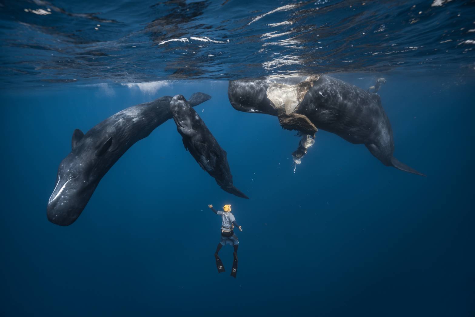 彈頭加勒比海直擊「抹香鯨分娩」!珍貴接生畫面曝光 創華人演藝圈紀錄 彈頭加勒比海直擊「抹香鯨分娩」!珍貴接生畫面曝光 創華人演藝圈紀錄