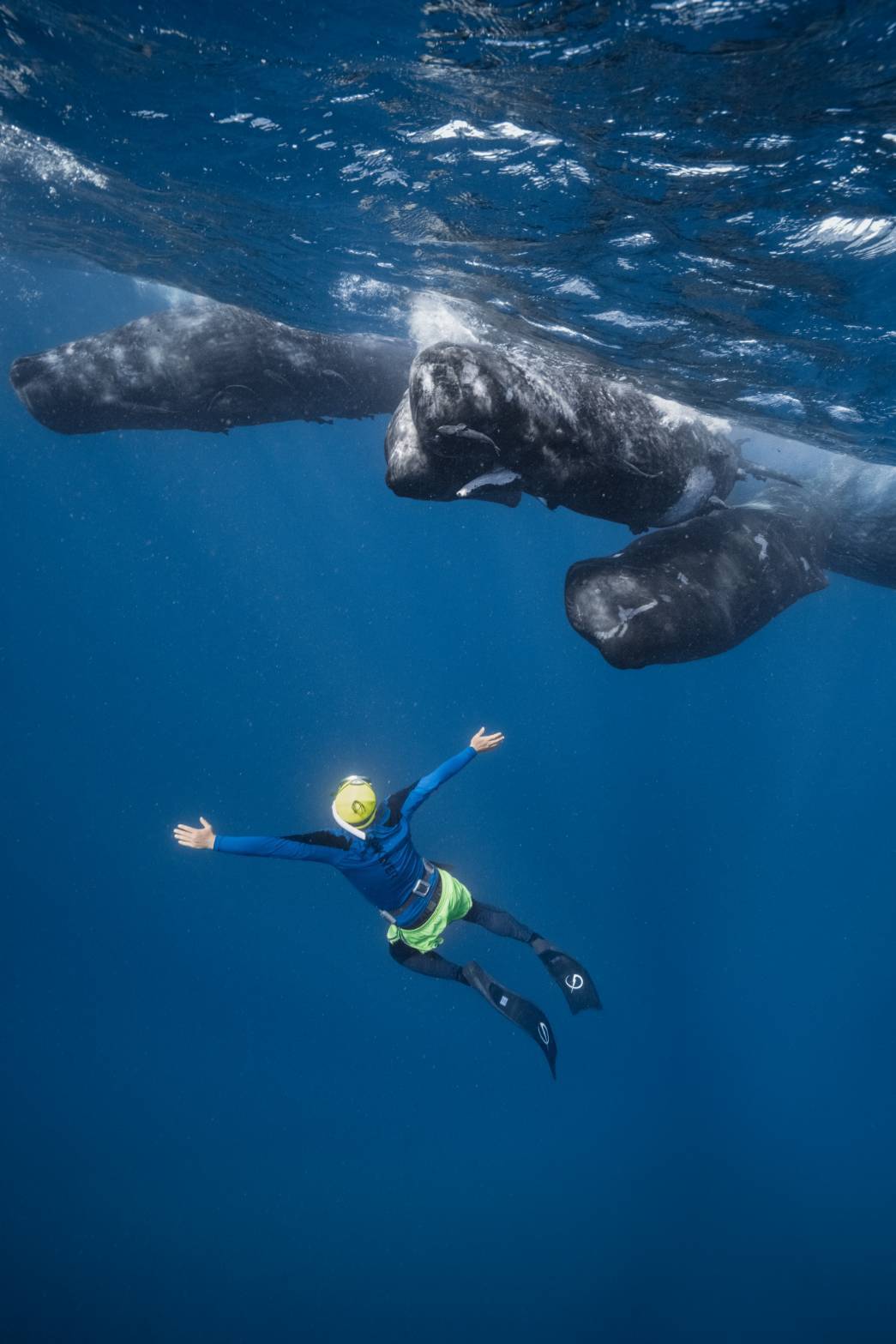 彈頭加勒比海直擊「抹香鯨分娩」!珍貴接生畫面曝光 創華人演藝圈紀錄 彈頭加勒比海直擊「抹香鯨分娩」!珍貴接生畫面曝光 創華人演藝圈紀錄