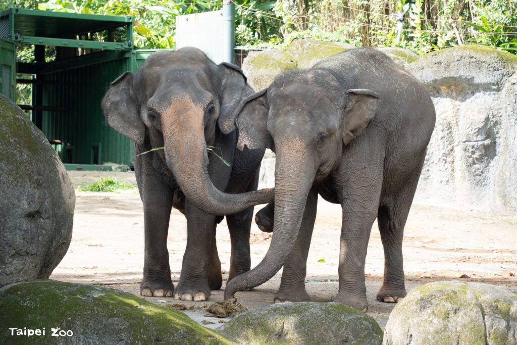 亞洲象、非洲象互求「臭味相投」 認識氣味減敏中 亞洲象、非洲象互求「臭味相投」 認識氣味減敏中