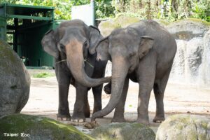 亞洲象、非洲象互求「臭味相投」　認識氣味減敏中