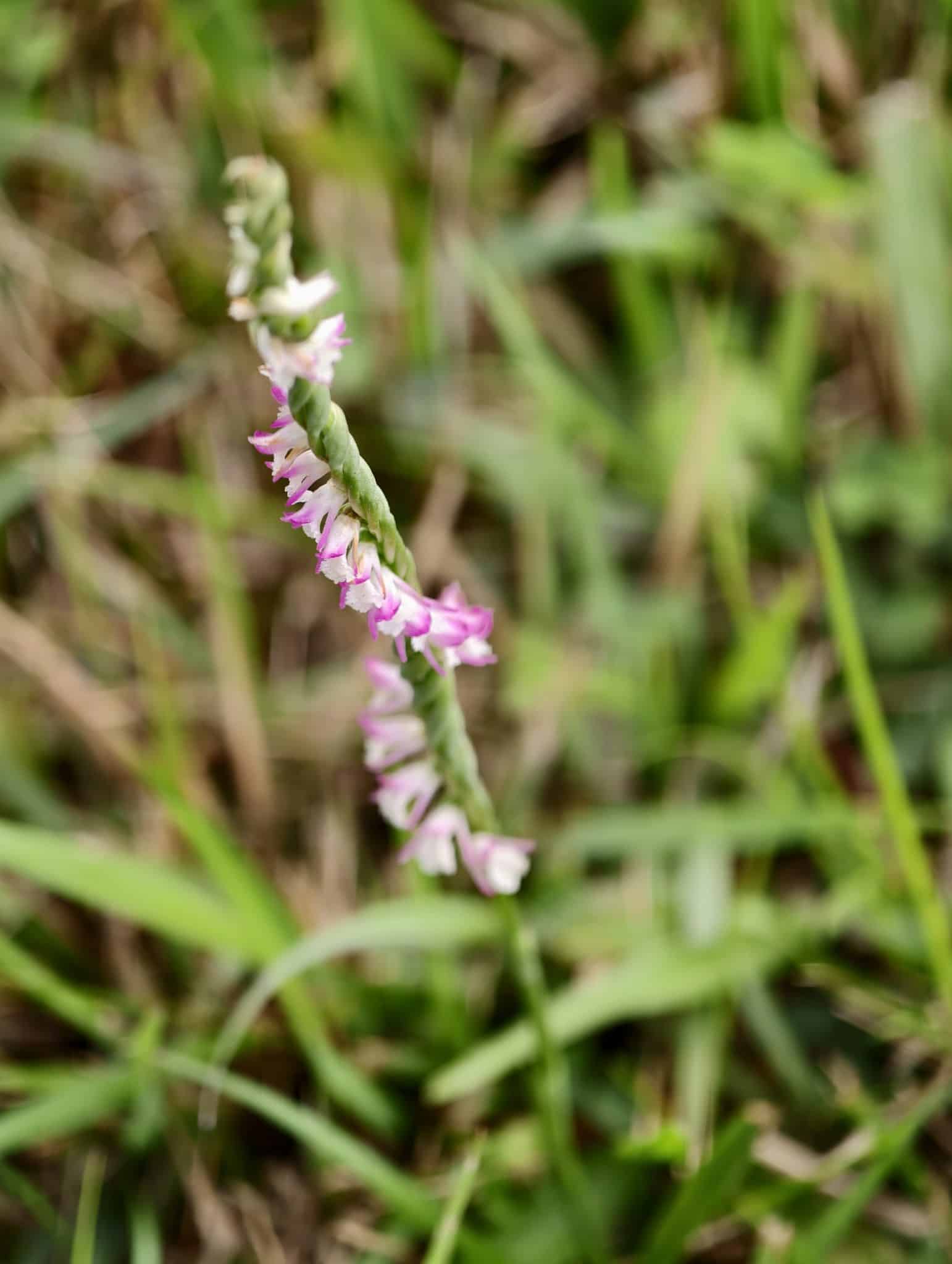清明時節限定美景 山水綠公園「會旋轉的花」綬草現蹤 清明時節限定美景 山水綠公園「會旋轉的花」綬草現蹤