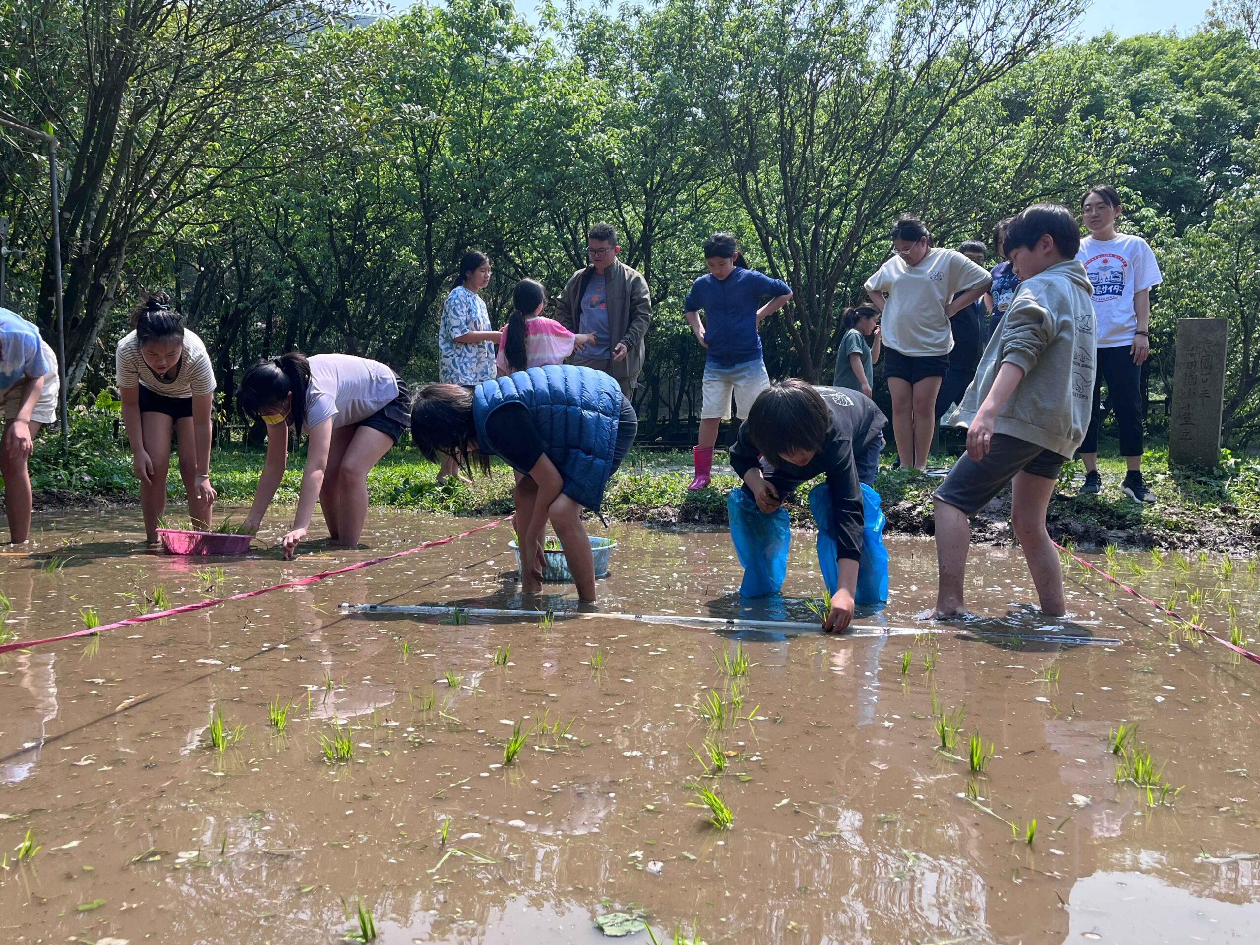 北市湖田實小插秧體驗 孩子彎腰下田感受農耕之美 北市湖田實小插秧體驗 孩子彎腰下田感受農耕之美