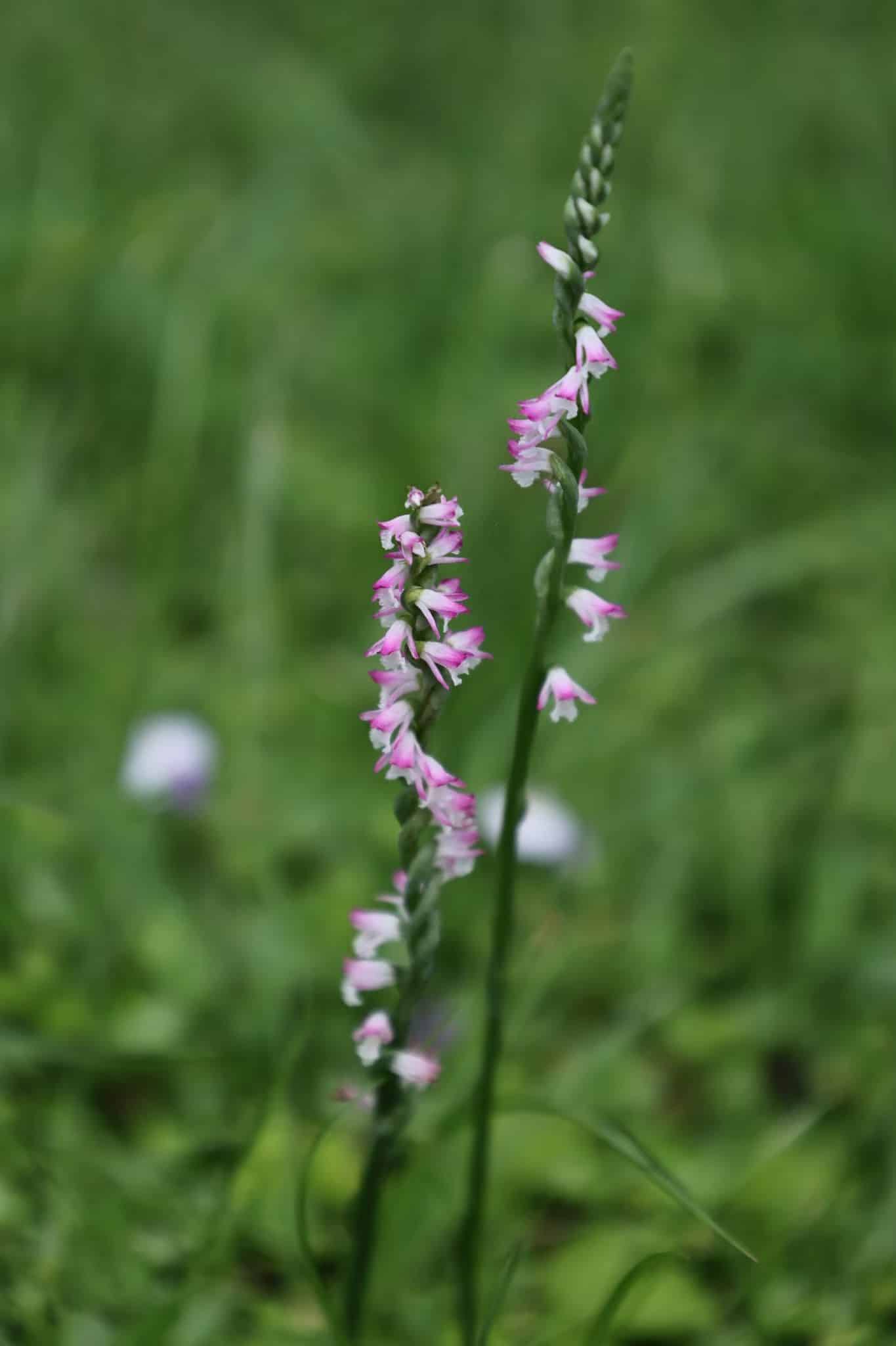 清明時節限定美景 山水綠公園「會旋轉的花」綬草現蹤 清明時節限定美景 山水綠公園「會旋轉的花」綬草現蹤