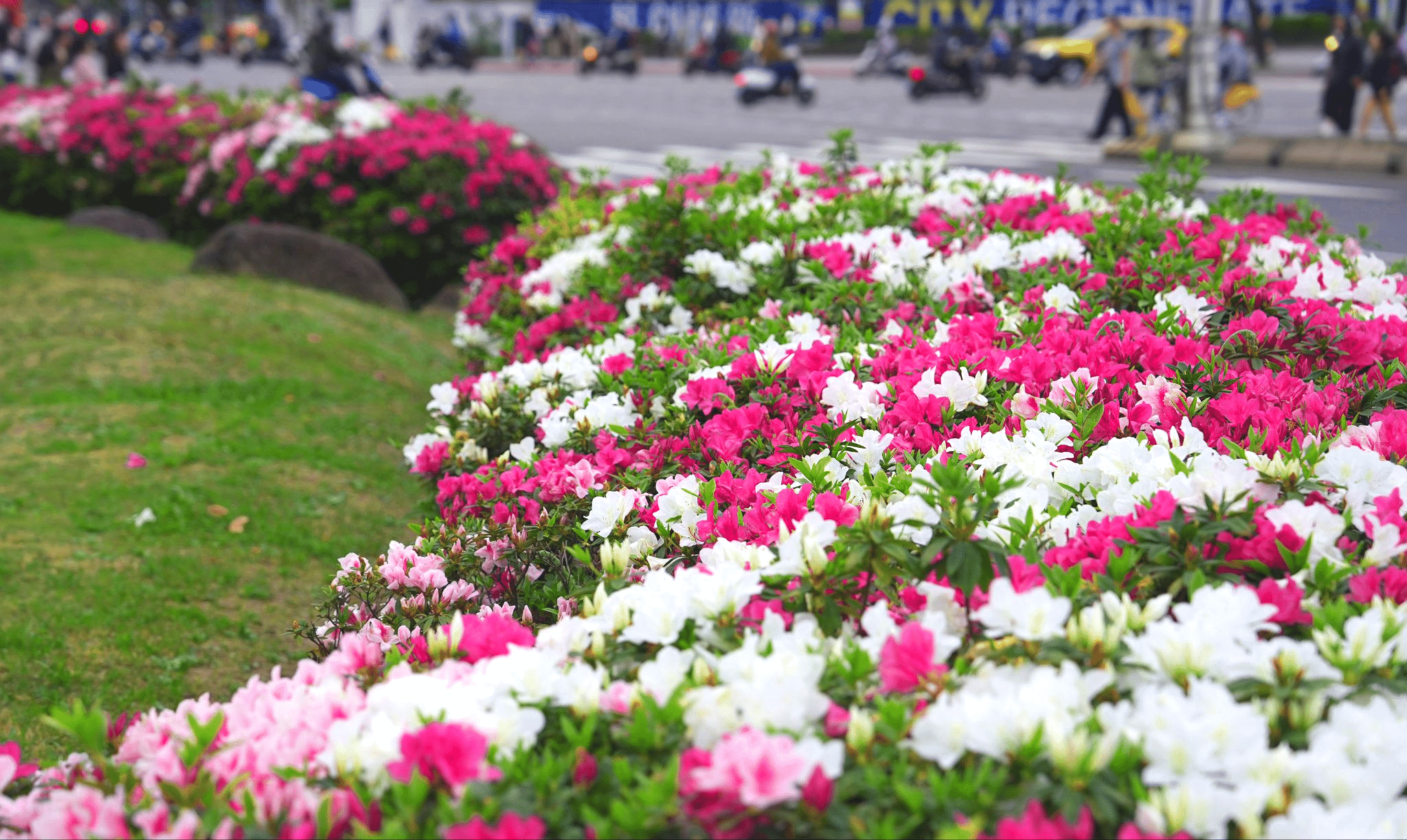 台北杜鵑花季圓滿落幕 人氣活動持續至4月中旬 台北杜鵑花季圓滿落幕 人氣活動持續至4月中旬