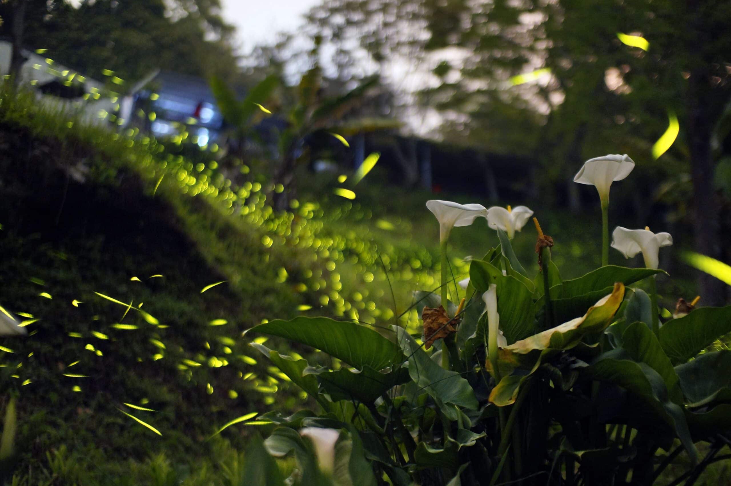 嘉義的光不間斷 嘉義山區4月賞螢季浪漫開跑 嘉義的光不間斷 嘉義山區4月賞螢季浪漫開跑