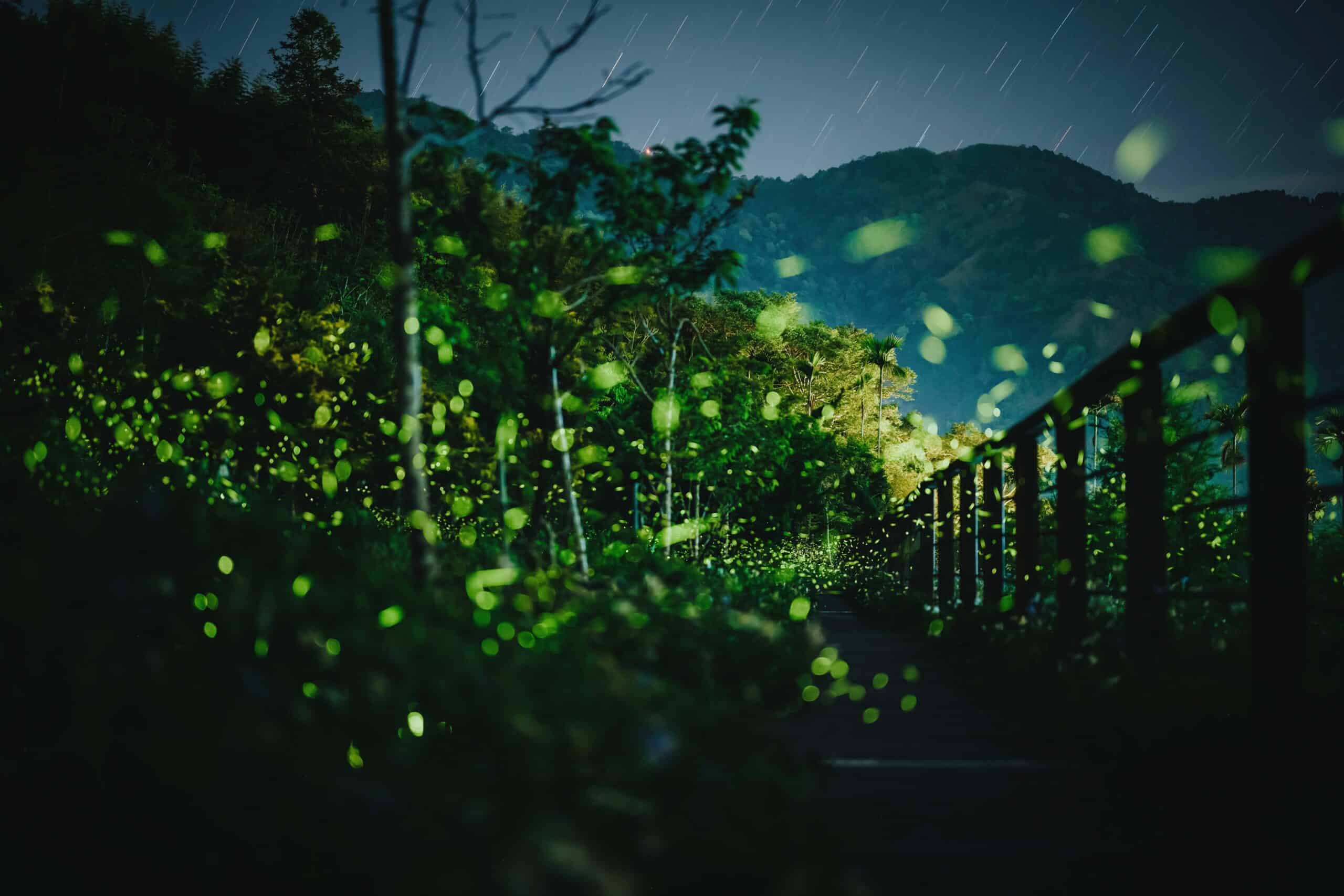 嘉義的光不間斷 嘉義山區4月賞螢季浪漫開跑 嘉義的光不間斷 嘉義山區4月賞螢季浪漫開跑