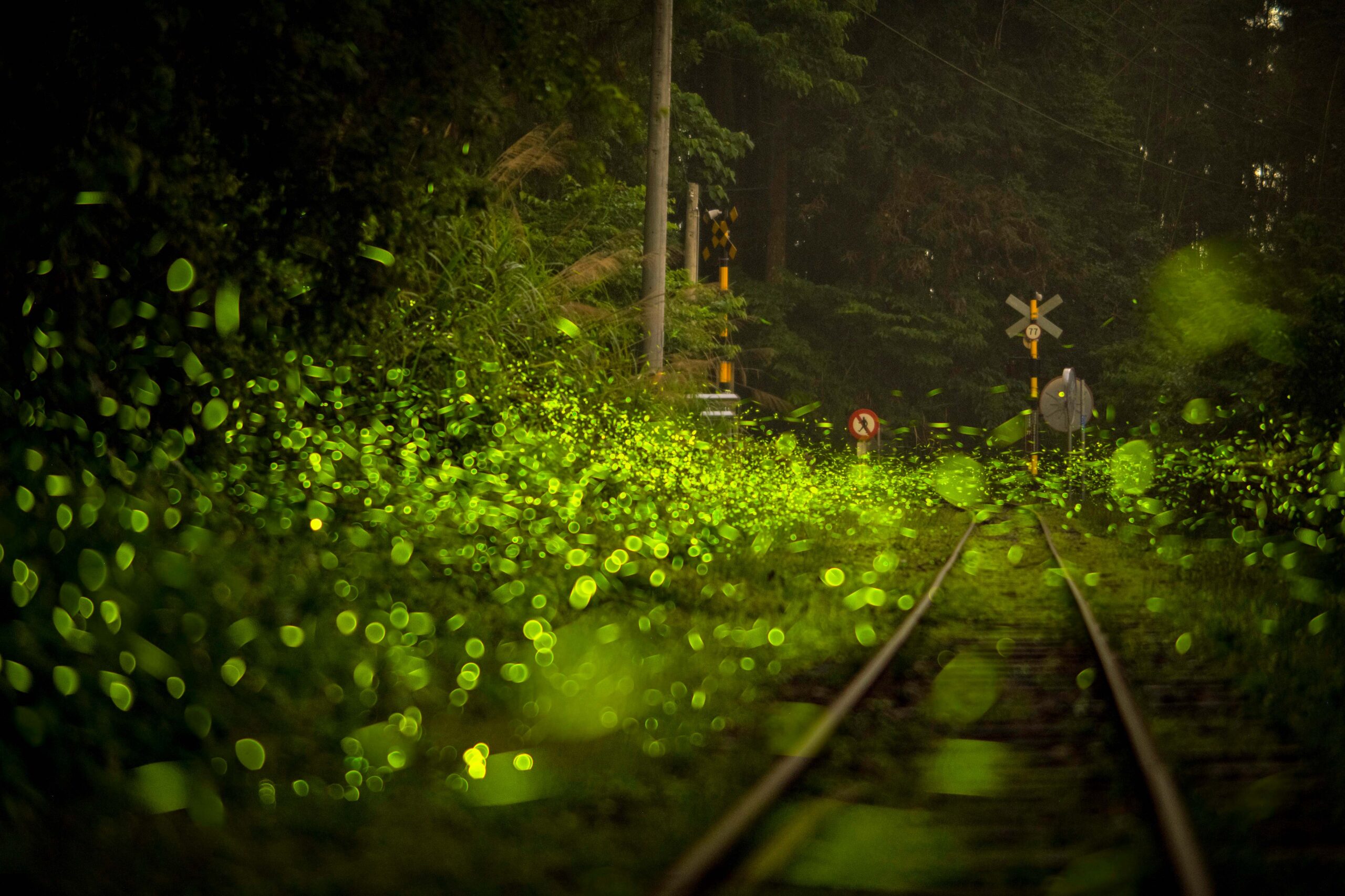 嘉義的光不間斷 嘉義山區4月賞螢季浪漫開跑 嘉義的光不間斷 嘉義山區4月賞螢季浪漫開跑
