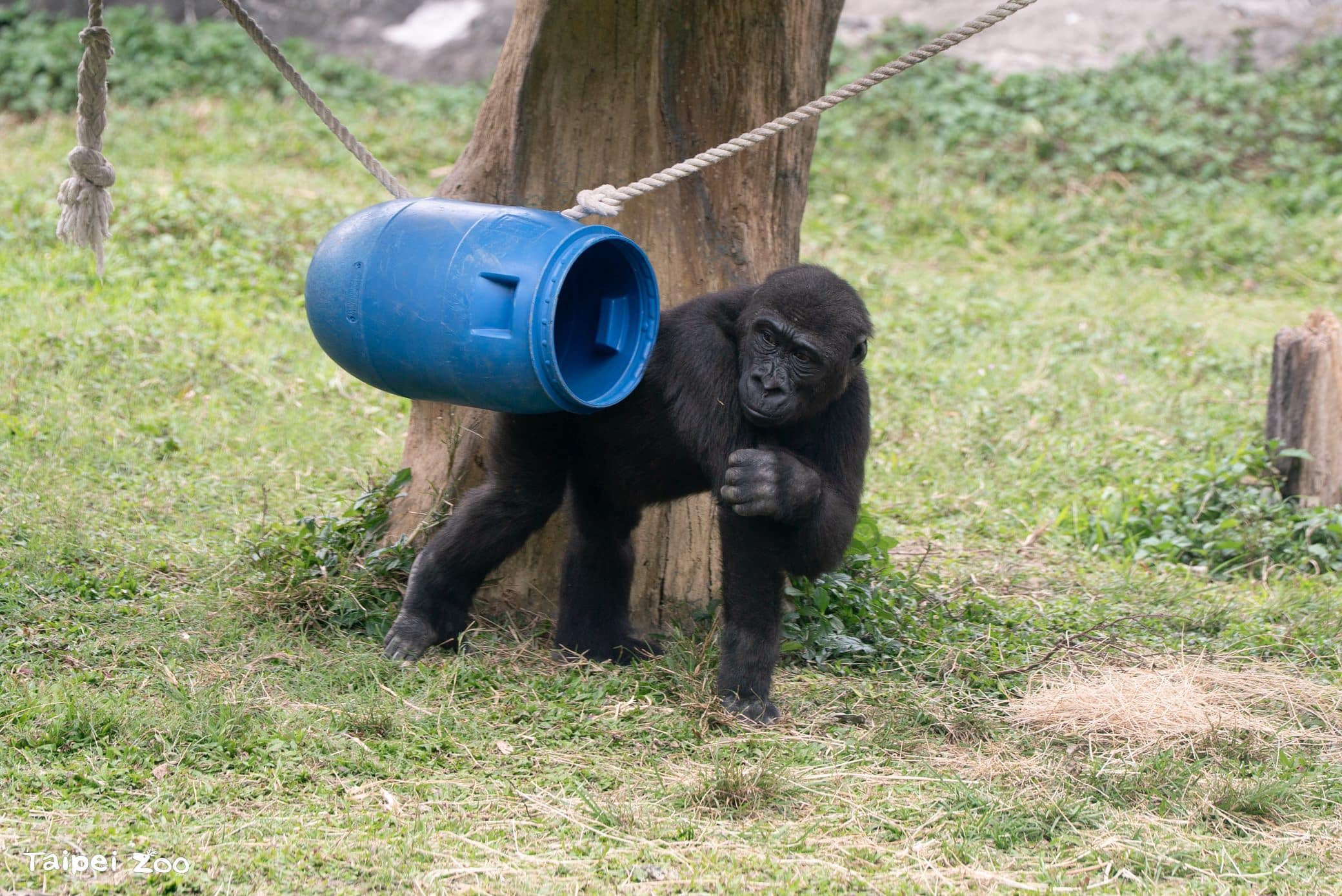 兒童節就要CHILL玩!看大猩猩耍酷、學昆蟲保育 還能免費入園 兒童節就要CHILL玩!看大猩猩耍酷、學昆蟲保育 還能免費入園