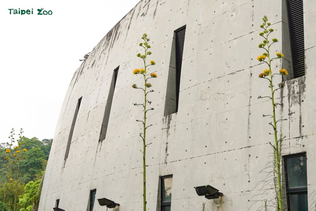 真實的巨大花莖「龍舌蘭」 穿山甲館旁華麗綻放 真實的巨大花莖「龍舌蘭」 穿山甲館旁華麗綻放