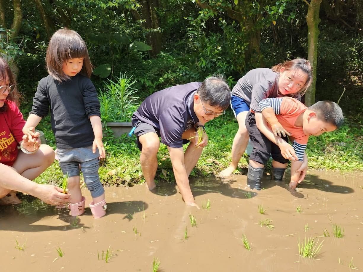 北市湖田實小插秧體驗 孩子彎腰下田感受農耕之美 北市湖田實小插秧體驗 孩子彎腰下田感受農耕之美