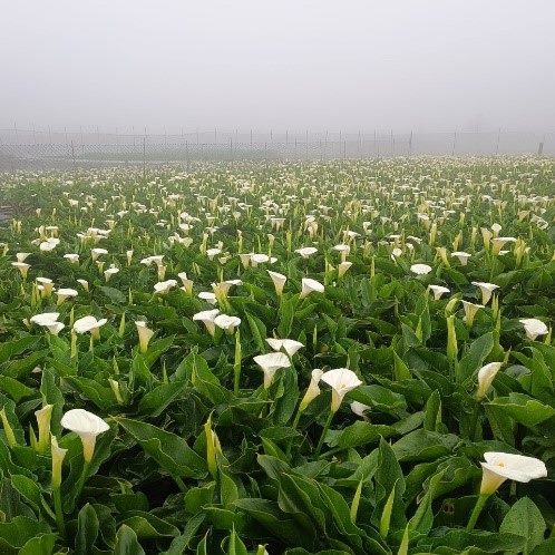 竹子湖海芋最佳賞花期至4月底 把握兩個週末衝一波 竹子湖海芋最佳賞花期至4月底 把握兩個週末衝一波