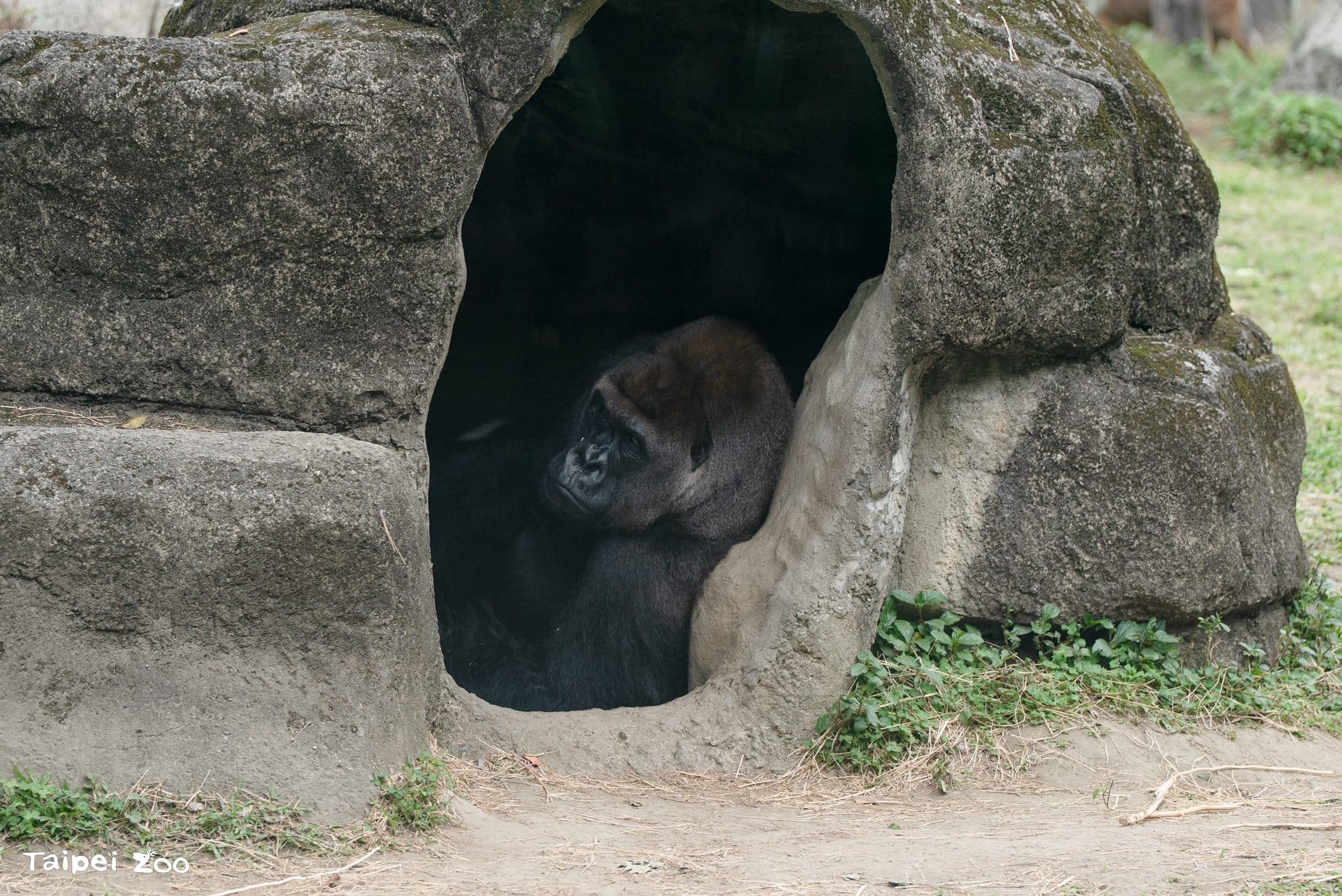 兒童節就要CHILL玩!看大猩猩耍酷、學昆蟲保育 還能免費入園 兒童節就要CHILL玩!看大猩猩耍酷、學昆蟲保育 還能免費入園