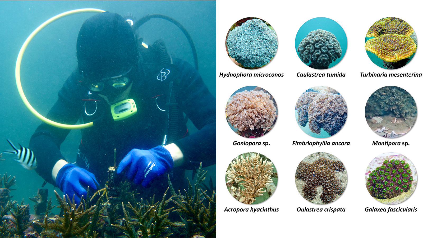 海洋永續深耕有成!海大獲《遠見》USR 5獎 全國第二 海洋永續深耕有成!海大獲《遠見》USR 5獎 全國第二