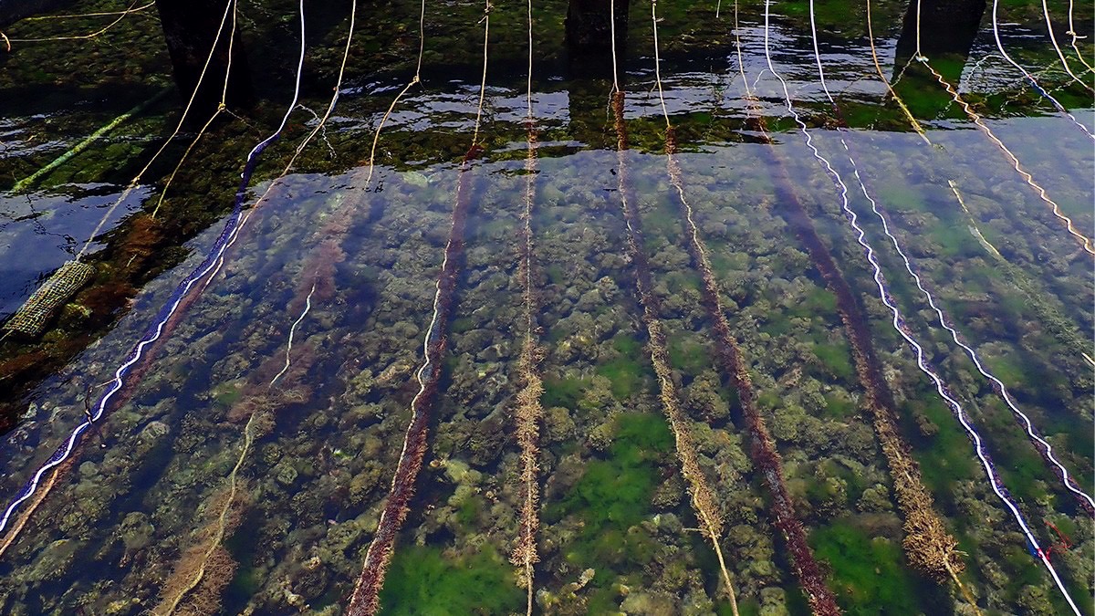 海洋永續深耕有成!海大獲《遠見》USR 5獎 全國第二 海洋永續深耕有成!海大獲《遠見》USR 5獎 全國第二