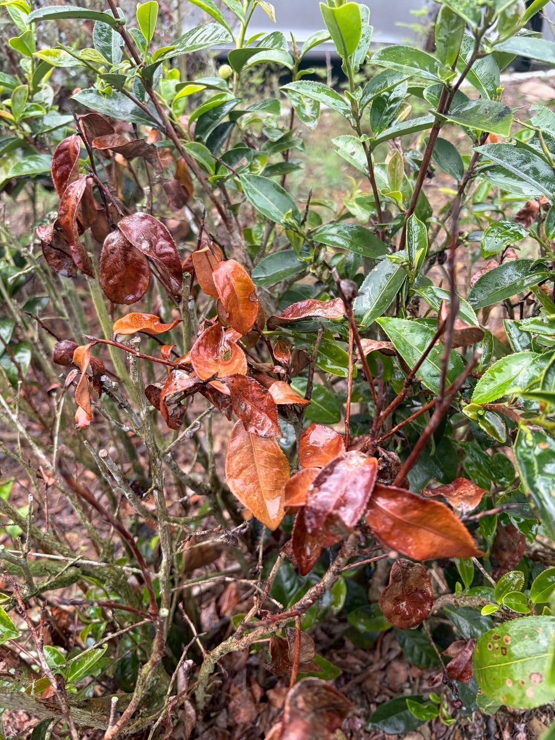 旱象重創南投茶園　温世政現勘籲中央從速、從簡助農損