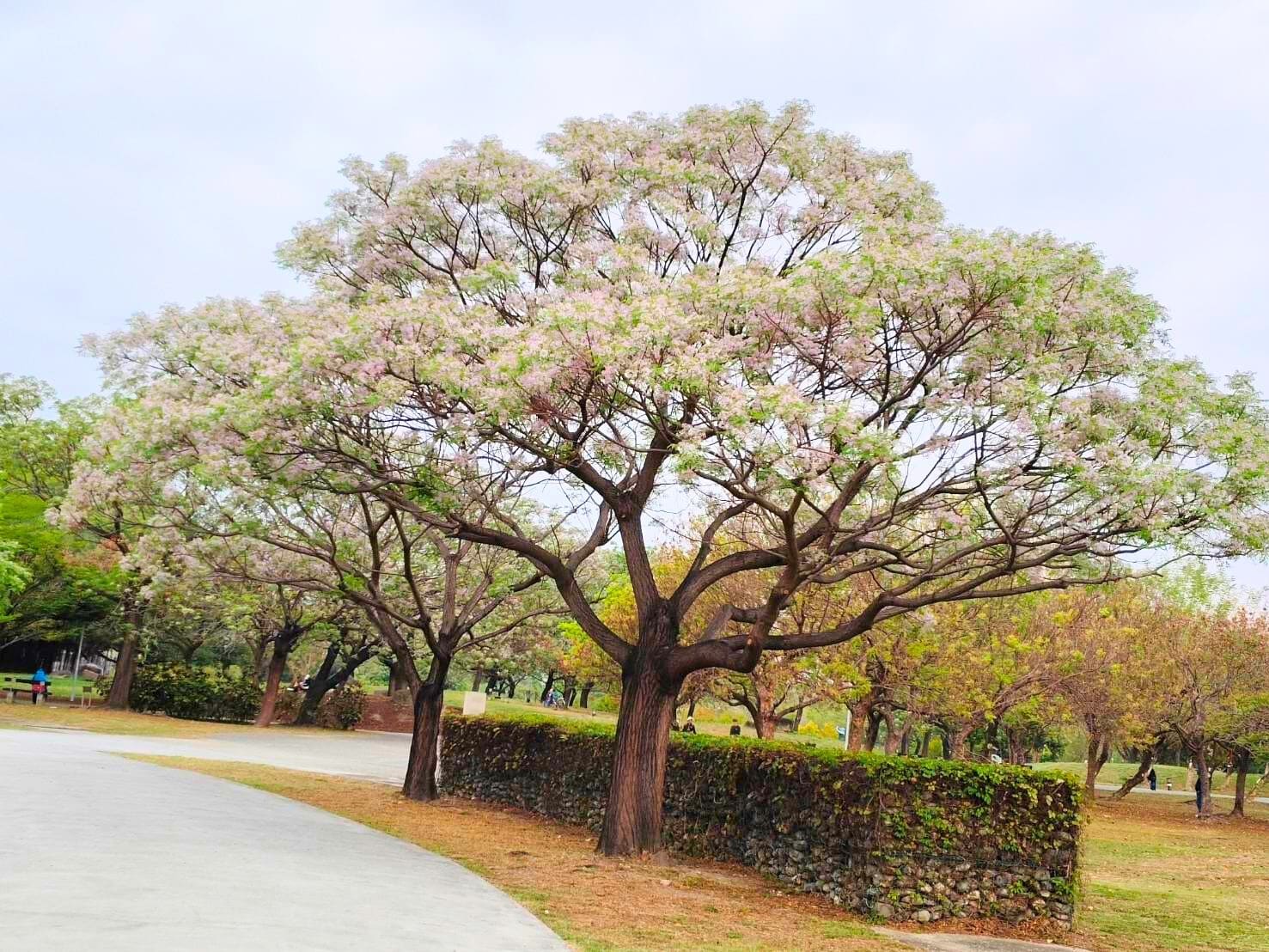 楝花紫雪輕飛揚 妝點春日城市 楝花紫雪輕飛揚 妝點春日城市