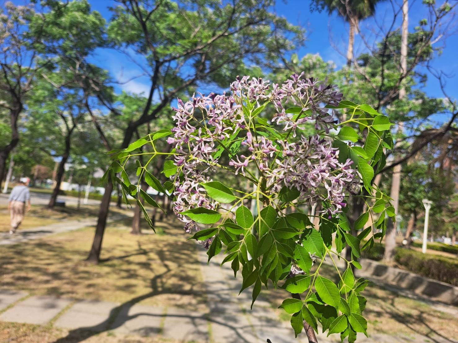 楝花紫雪輕飛揚 妝點春日城市 楝花紫雪輕飛揚 妝點春日城市