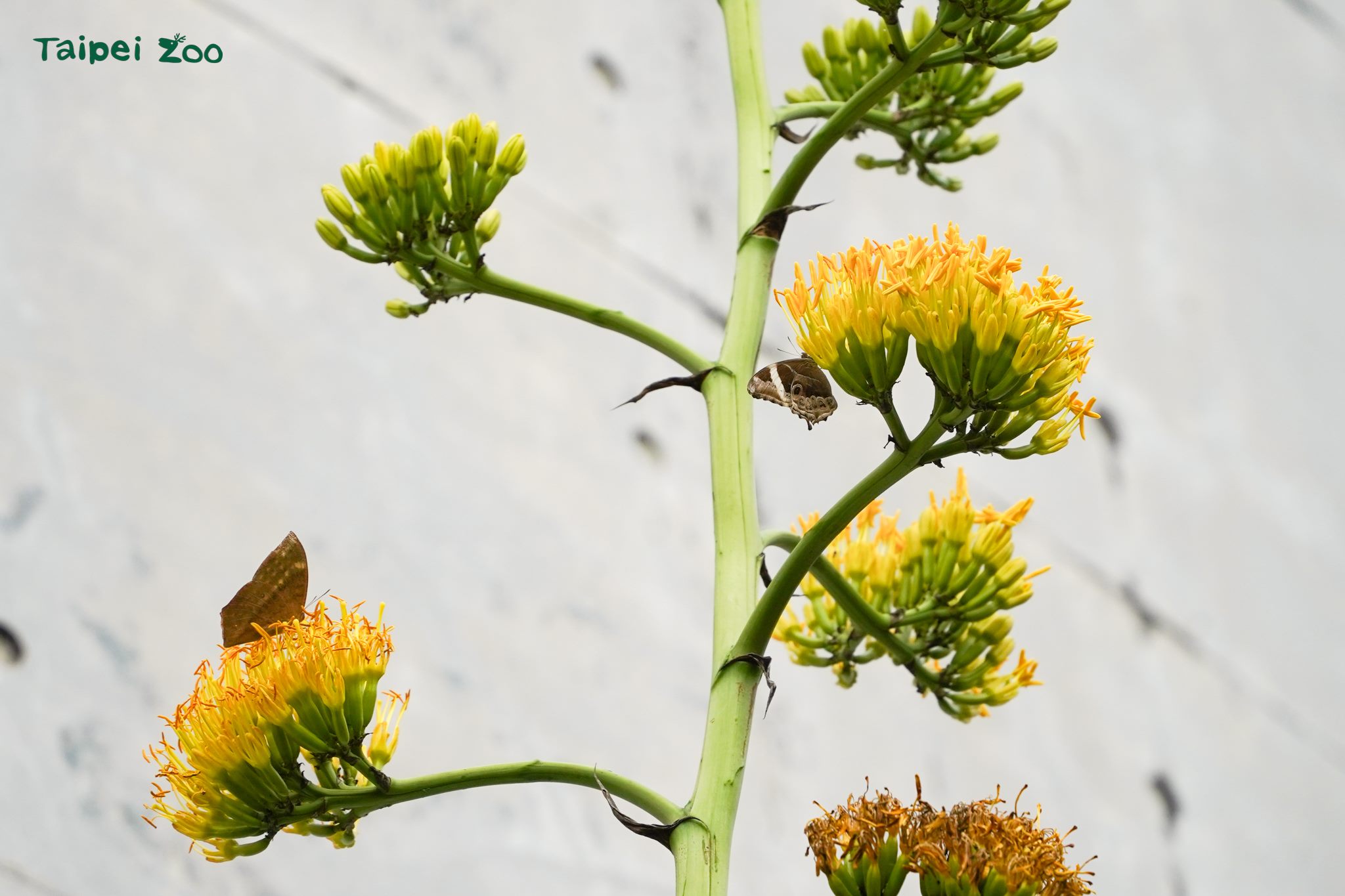 真實的巨大花莖「龍舌蘭」 穿山甲館旁華麗綻放 真實的巨大花莖「龍舌蘭」 穿山甲館旁華麗綻放