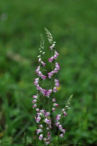 清明時節限定美景　山水綠公園「會旋轉的花」綬草現蹤