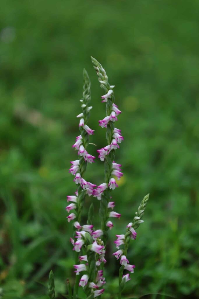 清明時節限定美景 山水綠公園「會旋轉的花」綬草現蹤 清明時節限定美景 山水綠公園「會旋轉的花」綬草現蹤