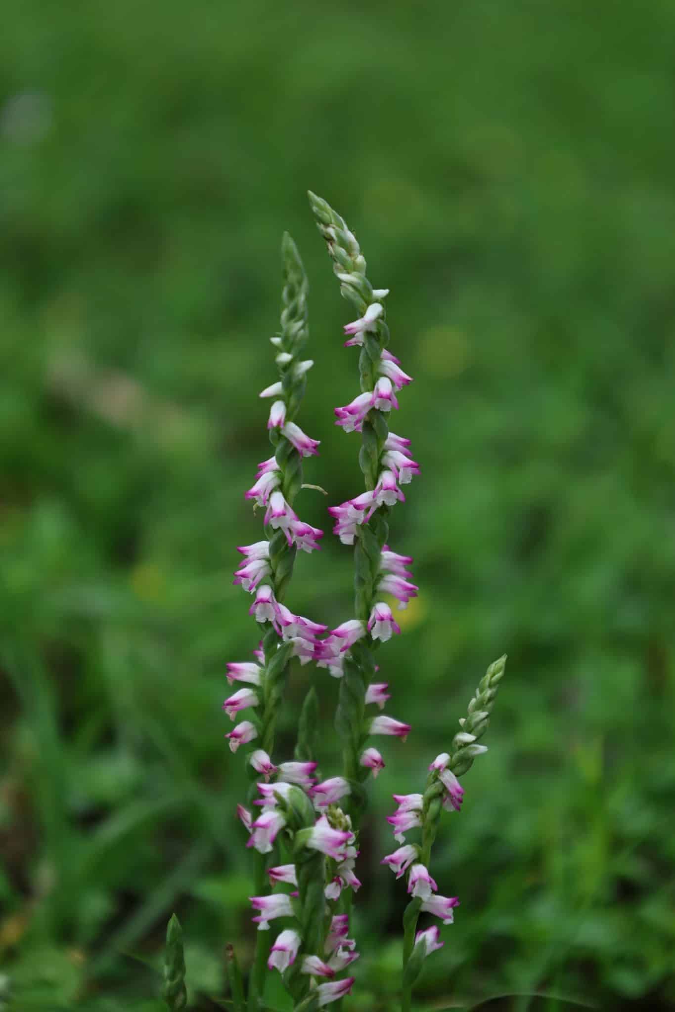 清明時節限定美景 山水綠公園「會旋轉的花」綬草現蹤 清明時節限定美景 山水綠公園「會旋轉的花」綬草現蹤