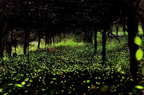 2026那瑪夏賞螢暨水蜜桃季閃耀登場 走進民生休區體驗生態農遊 2026那瑪夏賞螢暨水蜜桃季閃耀登場 走進民生休區體驗生態農遊