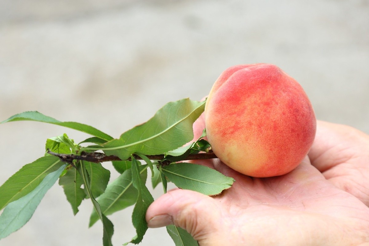 2026那瑪夏賞螢暨水蜜桃季閃耀登場 走進民生休區體驗生態農遊 2026那瑪夏賞螢暨水蜜桃季閃耀登場 走進民生休區體驗生態農遊