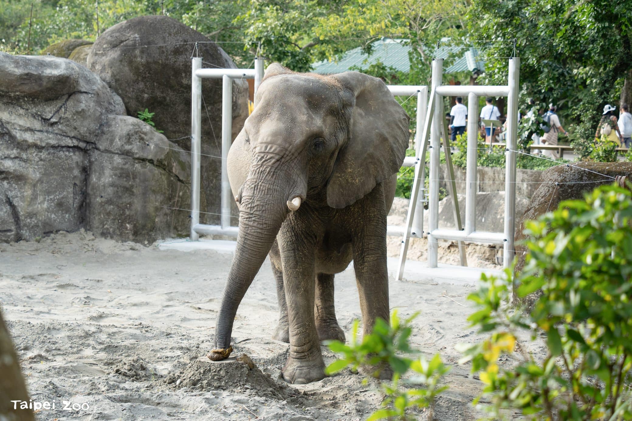 亞洲象、非洲象互求「臭味相投」 認識氣味減敏中 亞洲象、非洲象互求「臭味相投」 認識氣味減敏中
