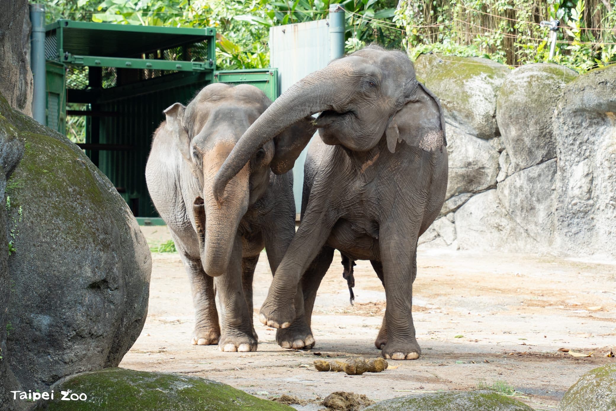 亞洲象、非洲象互求「臭味相投」 認識氣味減敏中 亞洲象、非洲象互求「臭味相投」 認識氣味減敏中